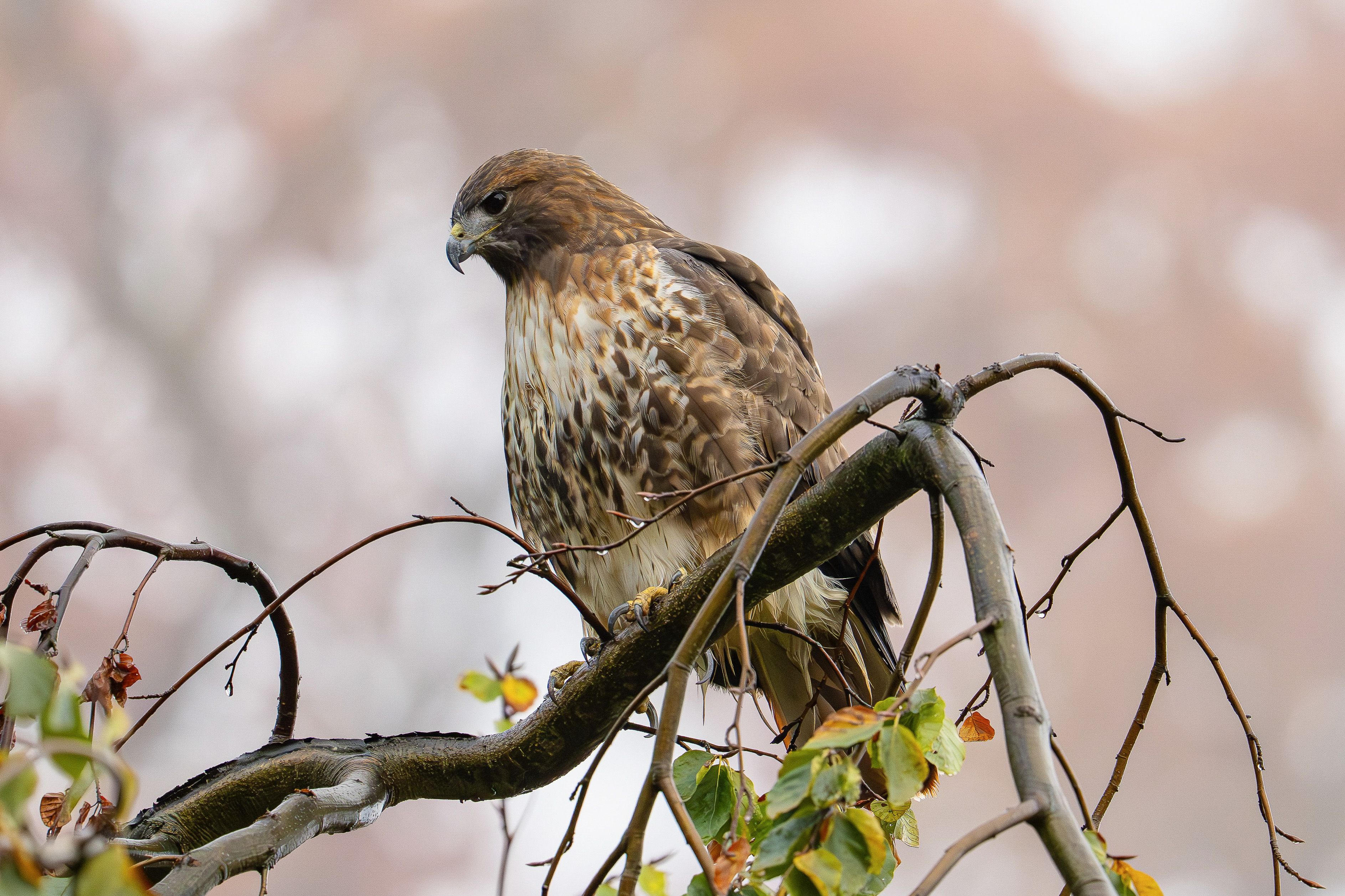 Cornell Red-tailed Hawk Big Red